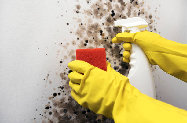Best Mold Remediation  in Wooster, OH
