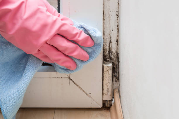 Best Professional Mold Removal  in Wooster, OH