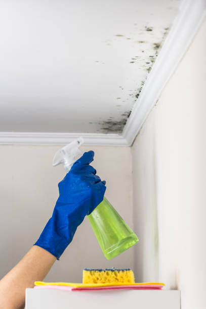Best Local Mold Removal Service  in Wooster, OH
